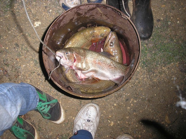 Three big trout!